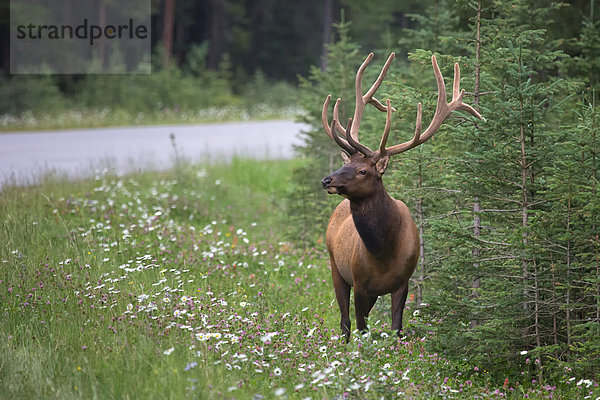 Nationalpark  Hirsch  Tier  Säugetier  Nordamerika  Rocky Mountains  Alberta  Banff  Kanada