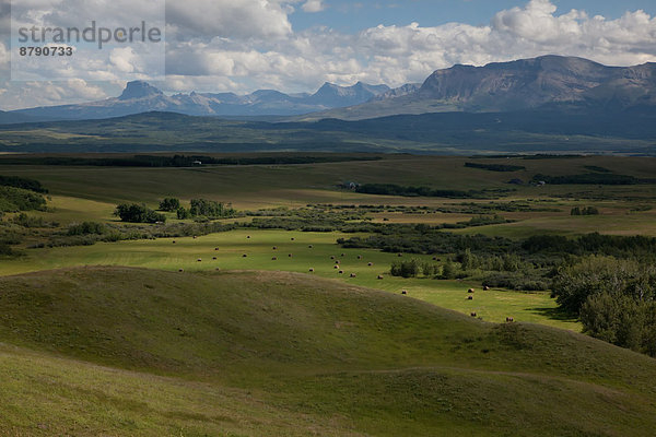 Landschaftlich schön  landschaftlich reizvoll  Berg  Landschaft  Feld  Nordamerika  Alberta  Kanada  Prärie