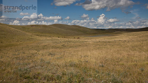 Landschaftlich schön  landschaftlich reizvoll  Landschaft  Tier  Säugetier  Nordamerika  Rocky Mountains  Alberta  Bison  Kanada  Prärie