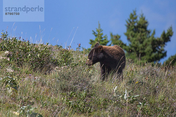 Bär  Schwarzbär  Ursus americanus  Tier  Säugetier  Nordamerika  Alberta  Kanada