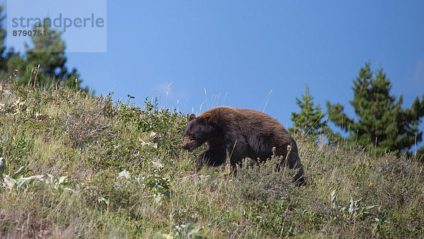 Bär  Schwarzbär  Ursus americanus  Tier  Säugetier  Nordamerika  Alberta  Kanada