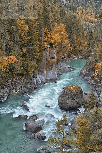 Hochformat  Wasser  niemand  Wald  Landschaftlich schön  landschaftlich reizvoll  Natur  fließen  Fluss  Herbst  Nordamerika  Rocky Mountains  Fraser River  British Columbia  Kanada  Schlucht
