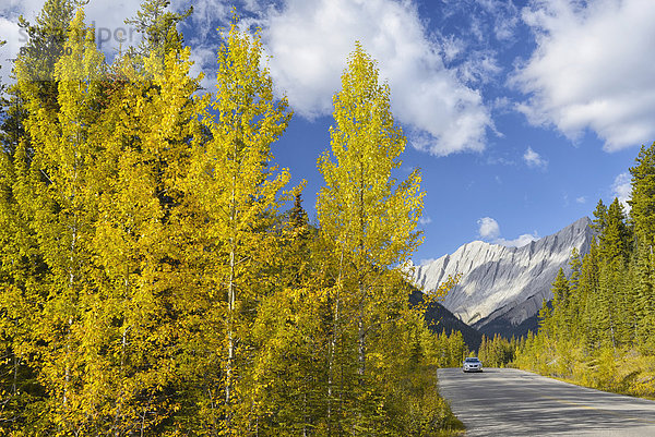 Espe  Populus tremula  Landschaftlich schön  landschaftlich reizvoll  Auto  fahren  Fernverkehrsstraße  Herbst  Nordamerika  Bundesstraße  UNESCO-Welterbe  Rocky Mountains  Alberta  Kanada  Laub