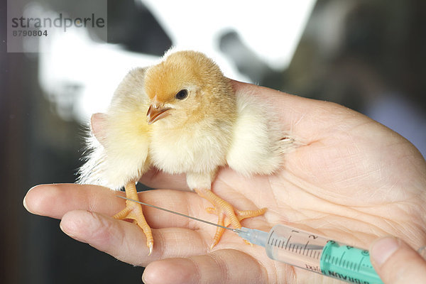 Krankheit  Tier  Spritze  Spritzen  Vogel  Huhn  Gallus gallus domesticus  Virus  Impfung  Schutz  jung  Tierarzt  Jungvogel  Pharmaindustrie  Veterinärmedizin