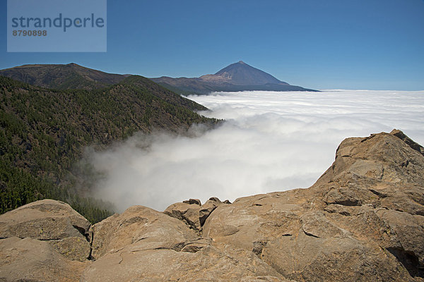 Nationalpark  Europa  Wolke  Vulkan  Kiefer  Pinus sylvestris  Kiefern  Föhren  Pinie  Kanaren  Kanarische Inseln  Spanien  Teneriffa Nebelmeer