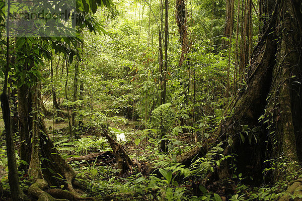 Nationalpark Landschaftlich schön landschaftlich reizvoll Tropisch Tropen subtropisch bedecken Botanik Regenwald Wald Natur Pflanze Holz Asien überwachsen Thailand