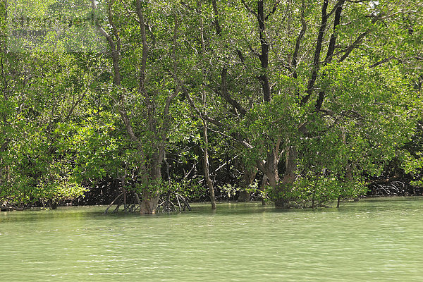 Nationalpark Landschaftlich schön landschaftlich reizvoll Tropisch Tropen subtropisch bedecken Botanik Regenwald Wald Natur Pflanze Fluss Holz Asien Thailand