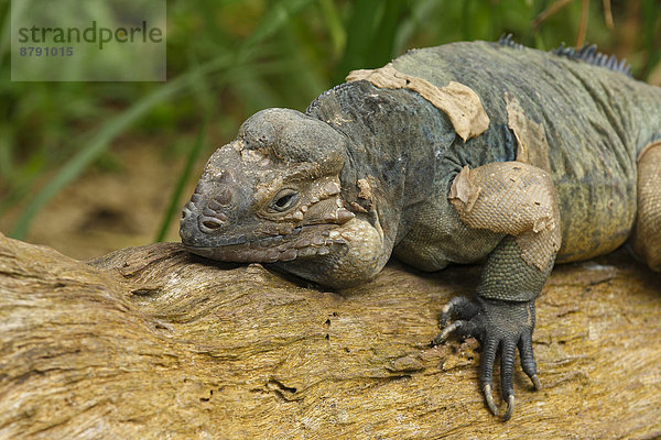 Außenaufnahme  liegend  liegen  liegt  liegendes  liegender  liegende  daliegen  Tier  Wildtier  Reptilie  Leguan