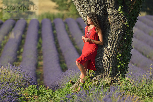 Frankreich  Europa  Frau  Blume  französisch  Baum  blühen  braunhaarig  Süden  1  Provence - Alpes-Cote d Azur  20  Lavendel
