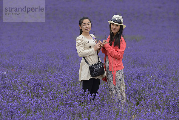 Frankreich  Europa  Frau  Hut  blühen  Feld  Mädchen  Provence - Alpes-Cote d Azur  Lavendel  Vaucluse