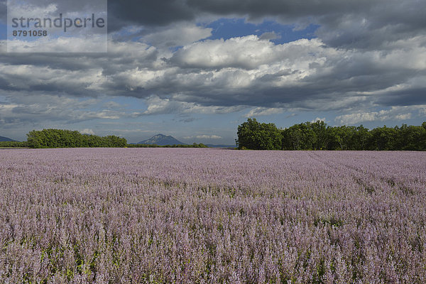 Frankreich  Blume  französisch  Sommer  Landschaft  blühen  Feld  Provence - Alpes-Cote d Azur  Valensole