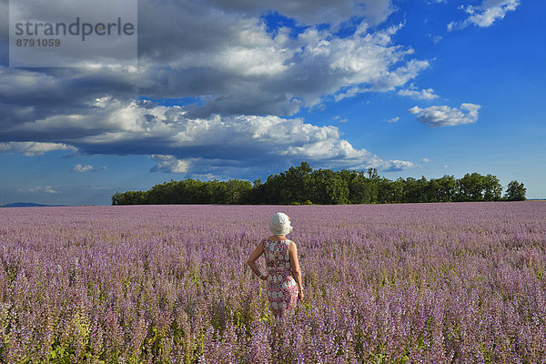 Frankreich  Frau  Blume  französisch  Sommer  Landschaft  blühen  Feld  Provence - Alpes-Cote d Azur