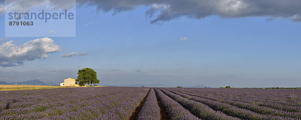 Panorama  Frankreich  Europa  blühen  Baum  Landschaft  niemand  Querformat  Feld  Scheune  Provence - Alpes-Cote d Azur  Lavendel  Valensole