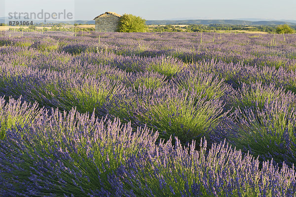 Frankreich  Blume  französisch  Sommer  Landschaft  niemand  Querformat  blühen  Scheune  Provence - Alpes-Cote d Azur  Lavendel  Valensole