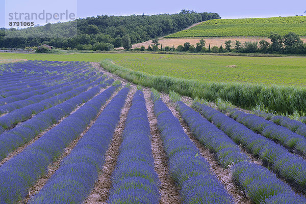 Frankreich  Europa  Landschaft  niemand  Natur  blühen  Feld  Provence - Alpes-Cote d Azur  Lavendel  Vaucluse