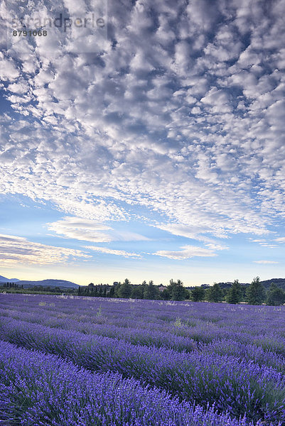 Hochformat  Frankreich  Europa  Wolke  Landschaft  niemand  blühen  Feld  Provence - Alpes-Cote d Azur  Gordes  Lavendel  Vaucluse