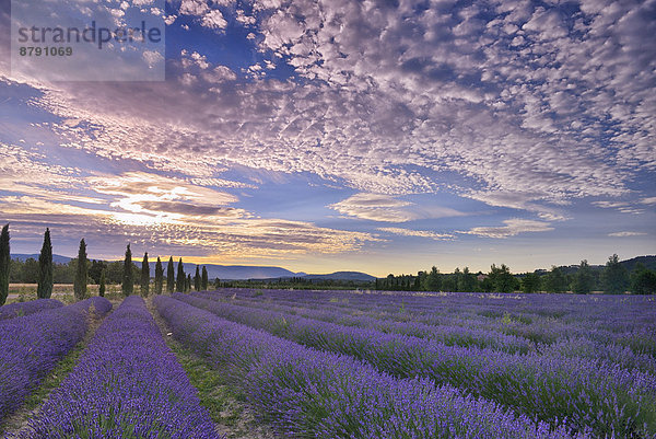 Frankreich  Europa  Wolke  Landschaft  niemand  blühen  Feld  Provence - Alpes-Cote d Azur  Gordes  Lavendel  Vaucluse