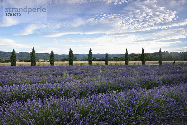 Frankreich  Europa  Blume  Landschaft  niemand  blühen  Provence - Alpes-Cote d Azur  Gordes  Lavendel  Vaucluse
