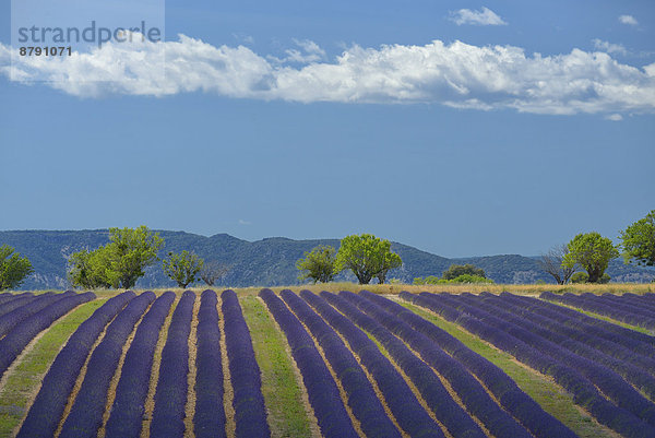 Frankreich  Europa  Blume  Baum  Landschaft  niemand  blühen  Feld  Alpes-de-Haute-Provence  Lavendel  Valensole