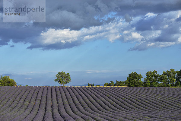 Frankreich  Europa  Blume  blühen  Landschaft  niemand  Feld  Scheune  Provence - Alpes-Cote d Azur  Alpes-de-Haute-Provence  Lavendel  Valensole