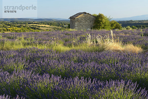Frankreich  Europa  Blume  blühen  Landschaft  niemand  Feld  Scheune  Provence - Alpes-Cote d Azur  Alpes-de-Haute-Provence  Lavendel  Valensole