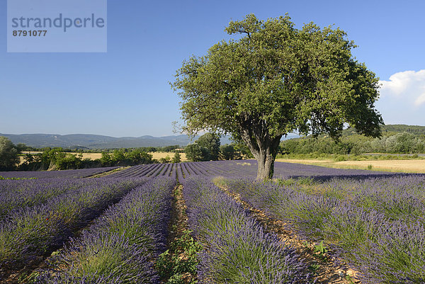 Frankreich  Europa  Blume  blühen  Sommer  Baum  Landschaft  Natur  Feld  Provence - Alpes-Cote d Azur  Lavendel  Vaucluse