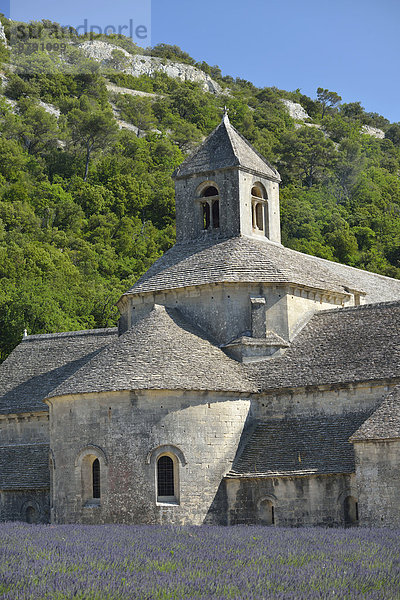 Hochformat  Frankreich  Stein  Gebäude  niemand  Provence - Alpes-Cote d Azur  Lavendel  Vaucluse