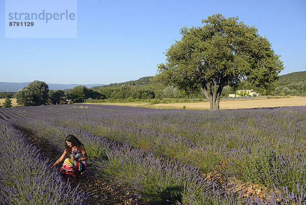 Frankreich  Europa  Frau  Blume  französisch  Baum  blühen  braunhaarig  Süden  Provence - Alpes-Cote d Azur  Lavendel