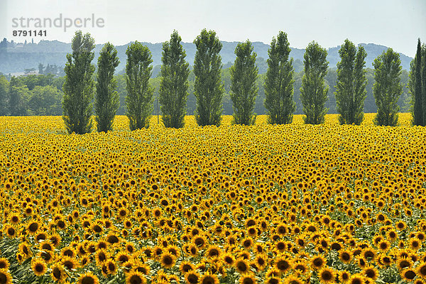 Sonnenblume  helianthus annuus  Europa  Blume  Baum  gelb  Landschaft  Bauernhof  Hof  Höfe  Feld  Italienisch  Italien  Linie  Sonne  Toskana