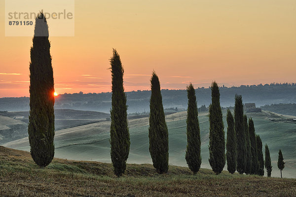 Europa  Ländliches Motiv  ländliche Motive  Morgen  Baum  Landschaft  aufwärts  Sonnenaufgang  Dunst  Tal  Nebel  früh  Hügel  Italienisch  Italien  Stimmung  Toskana