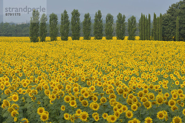 Farbaufnahme  Farbe  Sonnenblume  helianthus annuus  Europa  Blume  Baum  gelb  Landschaft  Bauernhof  Hof  Höfe  Feld  Italienisch  Italien  Sonne  Toskana