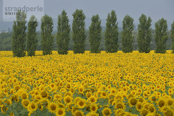 Sonnenblume  helianthus annuus  Europa  Blume  Baum  gelb  Landschaft  Bauernhof  Hof  Höfe  Feld  Italienisch  Italien  Sonne  Toskana