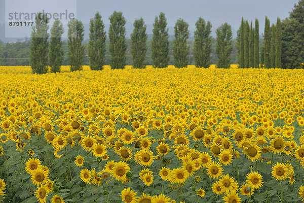 Sonnenblume  helianthus annuus  Europa  Blume  Baum  gelb  Landschaft  Bauernhof  Hof  Höfe  Feld  Italienisch  Italien  Sonne  Toskana