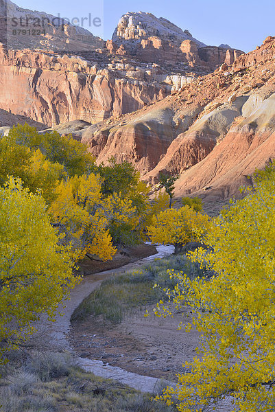 Nationalpark  Wasser  Baum  Steilküste  Natur  Fluss  Herbst  Nordamerika  Pappel  Capitol Reef Nationalpark  Colorado Plateau  Laub  Utah