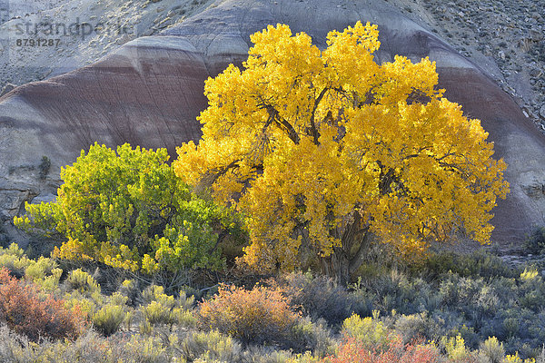 Baum  Landschaft  niemand  Beauty  Natur  Herbst  Nordamerika  Außenaufnahme  Pappel  Colorado Plateau  Laub  Painted Desert  Utah