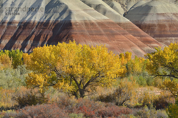 Baum  gelb  Landschaft  niemand  Natur  Nordamerika  Süden  Pappel  Colorado Plateau  Laub  Painted Desert  Utah