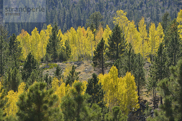 Espe  Populus tremula  Landschaft  niemand  Wald  Natur  Nordamerika  Süden  Colorado Plateau  Laub  National Forest  Nationalforst  Utah