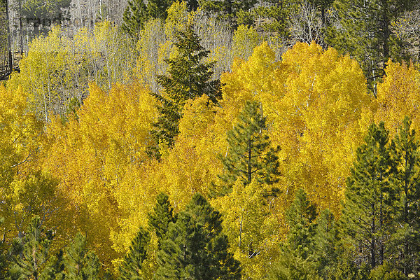 Espe  Populus tremula  Baum  Wald  Natur  Herbst  Nordamerika  Colorado Plateau  Laub  National Forest  Nationalforst  Utah