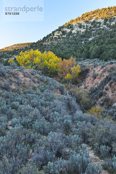 Salbei  Salvia pratensis  Hochformat  Baum  Landschaft  niemand  Herbst  Nordamerika  Bach  Pappel  Colorado Plateau  Laub  Salbei  Utah