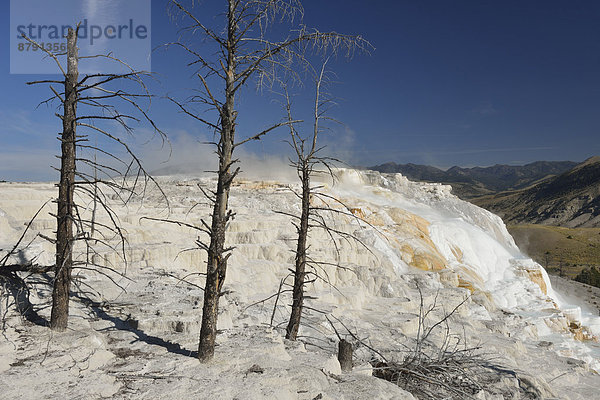 Vereinigte Staaten von Amerika  USA  Nationalpark  Amerika  Heiße Quelle  Natur  Vulkan  Wärme  Yellowstone Nationalpark  UNESCO-Welterbe  Mammut  Wyoming