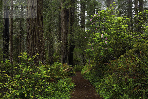 Vereinigte Staaten von Amerika USA Nationalpark Laubwald Amerika blühen Sonnenuntergang folgen Baum Beleuchtung Licht Weg Dunst grün Wald Landschaftlich schön landschaftlich reizvoll Blüte Nebel Holz ungestüm wandern rot Kalifornien Botanik Rhododendron Sequoia