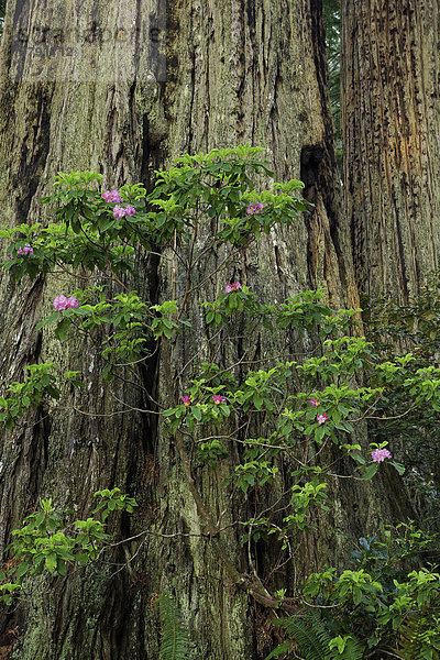 Vereinigte Staaten von Amerika USA Nationalpark Laubwald Amerika blühen Sonnenuntergang folgen Baum Beleuchtung Licht Weg Dunst grün Wald Landschaftlich schön landschaftlich reizvoll Blüte Nebel Holz ungestüm wandern rot Kalifornien Botanik Rhododendron Sequoia