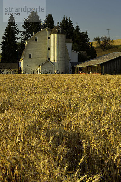 Vereinigte Staaten von Amerika USA Getreide Amerika Sommer Landwirtschaft ernten Bauernhof Hof Höfe weiß Scheune Zaun Weizen Washington State Silo