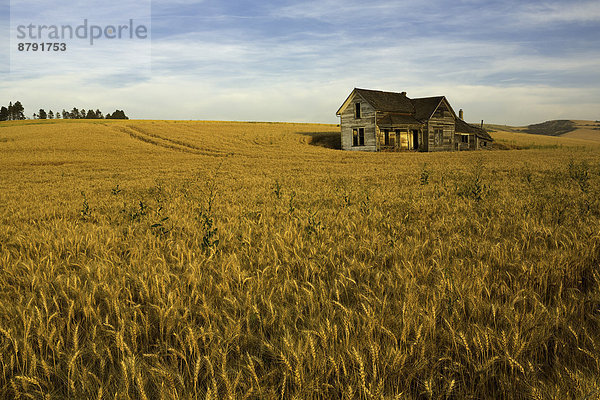 Vereinigte Staaten von Amerika USA Amerika Sommer Morgen Himmel Landwirtschaft Nutzpflanze Bauernhof Hof Höfe verlassen Weizen Washington State alt Palouse