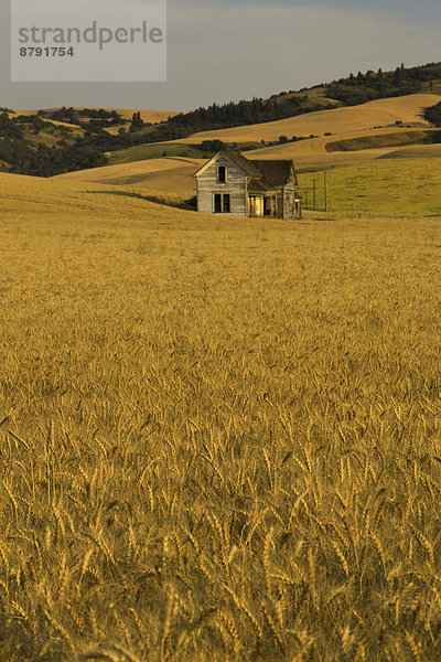 Vereinigte Staaten von Amerika USA Amerika Sommer Morgen Himmel Landwirtschaft Nutzpflanze Bauernhof Hof Höfe verlassen Weizen Washington State alt Palouse