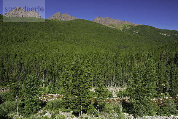 Vereinigte Staaten von Amerika  USA  Amerika  Wald  Landschaftlich schön  landschaftlich reizvoll  ungestüm  Küsten-Kiefer  Pinus contorta