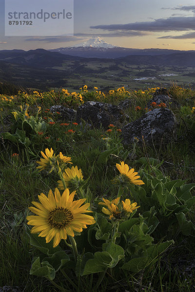 Vereinigte Staaten von Amerika  USA  Berg  Amerika  Blume  blühen  Ereignis  Blüte  Vulkan  Berggipfel  Gipfel  Spitze  Spitzen  Wildblume  Gletscher  Pinsel  Mount Hood  Hood River  Oregon  Schnee