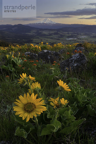 Vereinigte Staaten von Amerika  USA  Berg  Amerika  Blume  blühen  Ereignis  Blüte  Vulkan  Berggipfel  Gipfel  Spitze  Spitzen  Wildblume  Gletscher  Pinsel  Mount Hood  Hood River  Oregon  Schnee