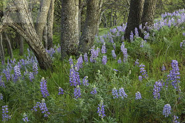 Vereinigte Staaten von Amerika  USA  State Park  Provincial Park  Amerika  Blume  blühen  Baum  Wald  Blüte  Wildblume  Eiche  Wiese  Washington State  Lupine  Columbia River Gorge