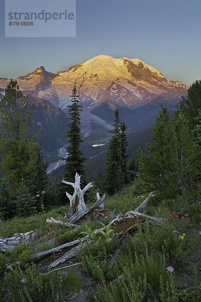 Vereinigte Staaten von Amerika  USA  Nationalpark  Berg  Amerika  Sonnenaufgang  Vulkan  Berggipfel  Gipfel  Spitze  Spitzen  Gletscher  Wiese  Washington State  Mount Rainier Nationalpark